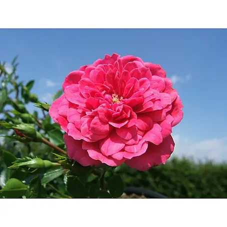Minirose