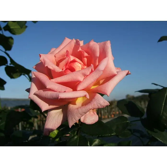 Kletterrose - Rosa 'Compassion' -R-, Hell Lachsrosa - Nahaufnahme einer Pfirsich-farbenen Rose mit samtigen Blütenblättern vor einem strahlend blauen Himmel, umgeben von üppigem Grün.