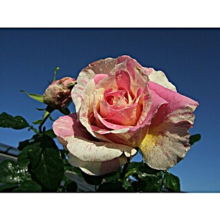 Edelrose (Rosa 'Claude Monet', Gelb/Geflammt)