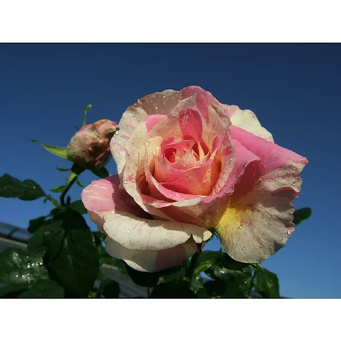 Edelrose - Rosa 'Claude Monet', Gelb/Geflammt - Nahaufnahme einer rosa-weiß gestreiften Rose mit Tautropfen, die ihre zarten Blütenblätter hervorhebt. Ein Symbol für Schönheit.