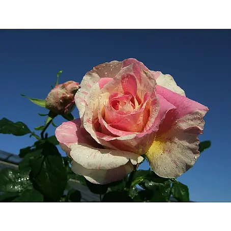 Edelrose