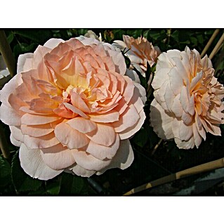 Strauchrose (Rosa 'Schloss Eutin', Topfvolumen: 5,5 l, Apricot)