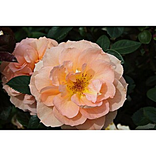 Beetrose (Rosa 'Schöne vom See'  -R-, Apricot-Orange)