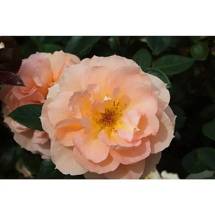 Beetrose - Rosa 'Schöne vom See' ®, Apricot-Orange - Nahaufnahme einer zarten, pfirsichfarbenen Rose mit gelbem Zentrum, umgeben von grünen Blättern, die ihre natürliche Schönheit hervorhebt.