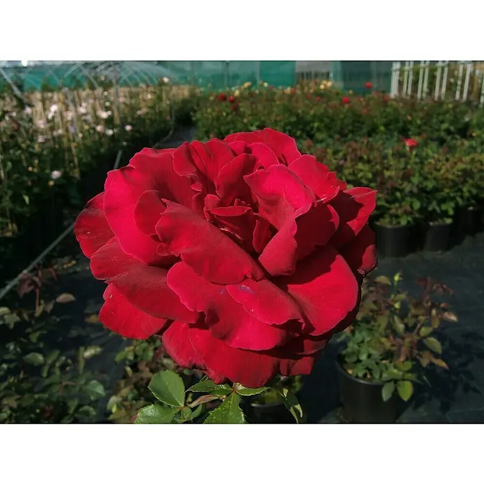 Edelrose - Rosa 'Duftzauber' ®, Dunkelrot - Nahaufnahme einer samtigen, roten Rose im Fokus, umgeben von einem Garten voller Rosenstöcke, präsentiert in Pflanzgefäßen.
