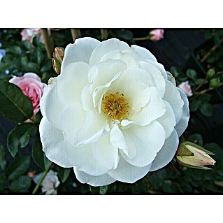 Strauchrose (Rosa 'Schneewittchen'  -R-, Topfvolumen: 5,5 l, Weiß)