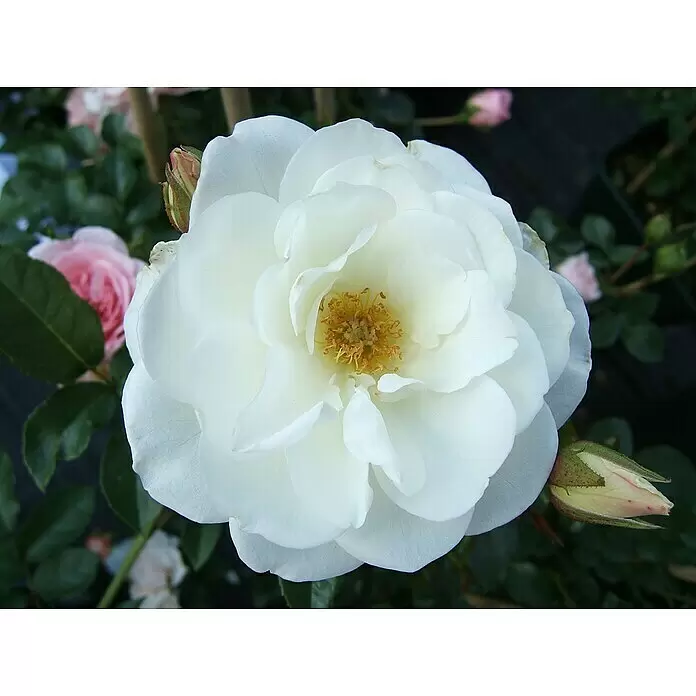 Strauchrose - Rosa 'Schneewittchen' -R-, Topfvolumen: 5,5 l, Weiß - Weiße Rose mit geöffneter Blüte, gelber Mitte, grünen Blättern und einer Rosenknospe.