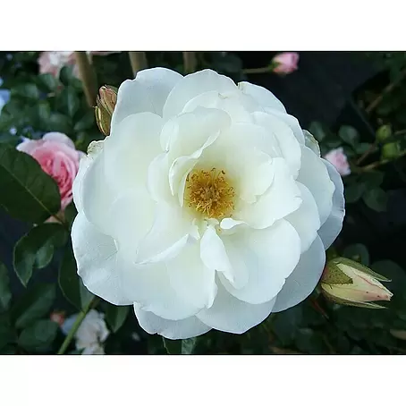 Strauchrose