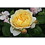 Strauchrose (Rosa 'Charles Darwin', Topfvolumen: 5,5 l, Apricot) | BAUHAUS