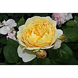 Strauchrose (Rosa 'Charles Darwin', Topfvolumen: 5,5 l, Apricot)