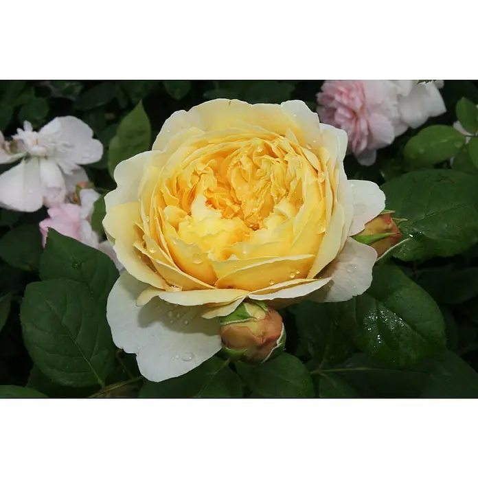 Strauchrose - Rosa 'Charles Darwin', Topfvolumen: 5,5 l, Apricot - Nahaufnahme einer gelben Rose mit Wassertropfen auf den Blütenblättern, umgeben von grünen Blättern und weiteren Blüten im Hintergrund.