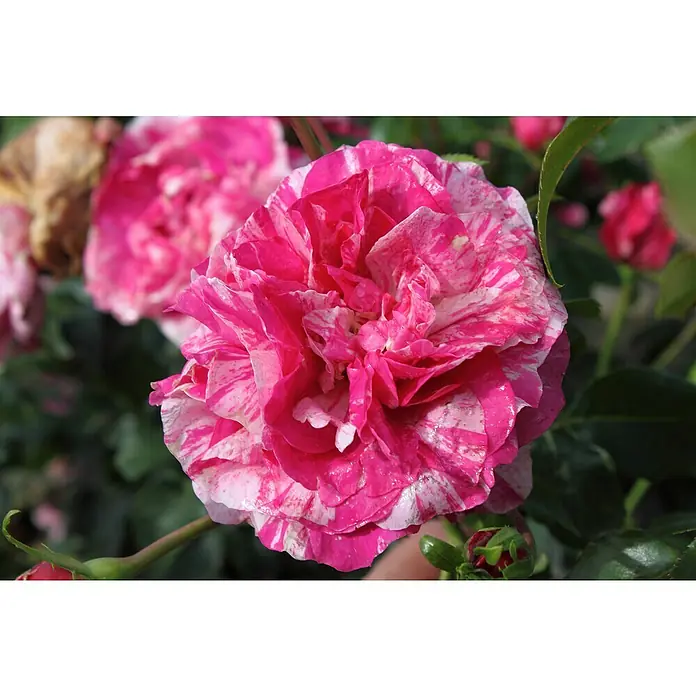 Kletterrose - Rosa 'Colibri' -R- Farbfestival -R-, Rot/Weiß - Nahaufnahme einer gefüllten, rosa-weiß gestreiften Rose im Garten, umgeben von grünen Blättern und weiteren Blüten.
