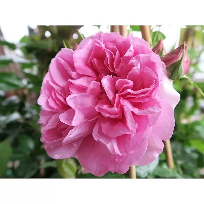 Edelrose - Rosa 'Pompadour' ®, Rosa - Detailaufnahme