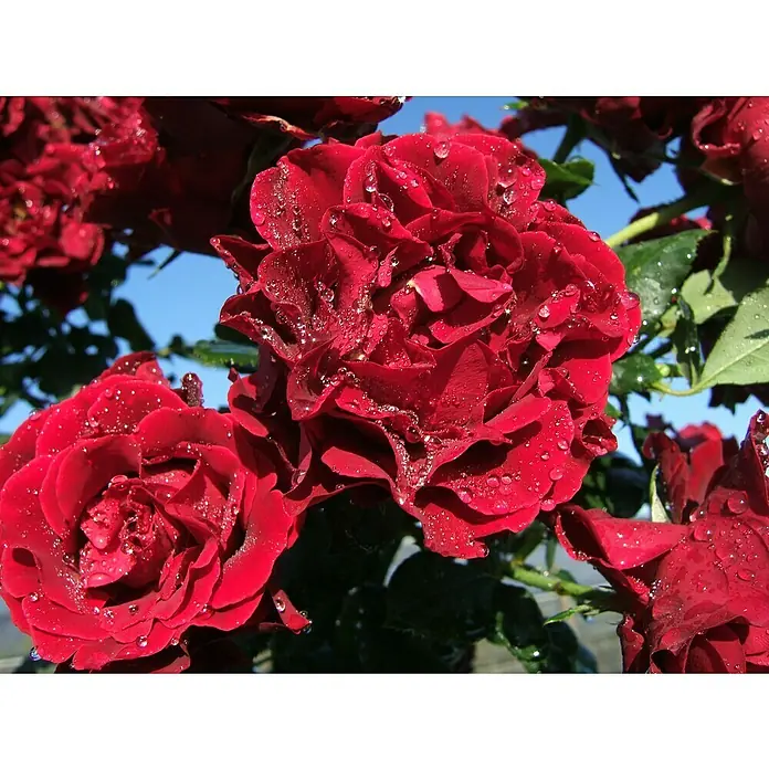 Beetrose - Rosa 'Heinz Winkler' ®, Dunkelrot - Nahaufnahme von roten Rosen mit Wassertropfen, die die lebendige Farbe und Frische der Blüten hervorheben.