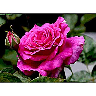 Edelrose (Rosa 'Chartreuse de Parme'  -R-, Karmesinrosa)