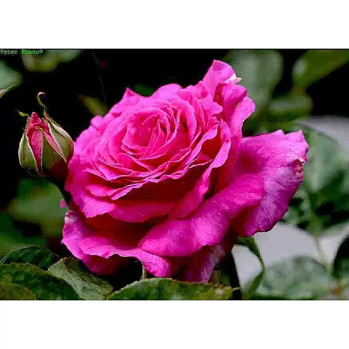 Edelrose - Rosa 'Chartreuse de Parme' ®, Karmesinrosa - Detailaufnahme