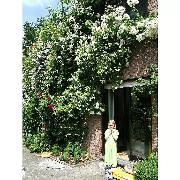 Kletterrose - Rosa 'Bobby James', Weiß - Ein junges Mädchen in grünem Kleid steht vor einem Ziegelhaus, das mit weißen und roten Kletterrosen bedeckt ist, daneben ein Spielzeuglastwagen.