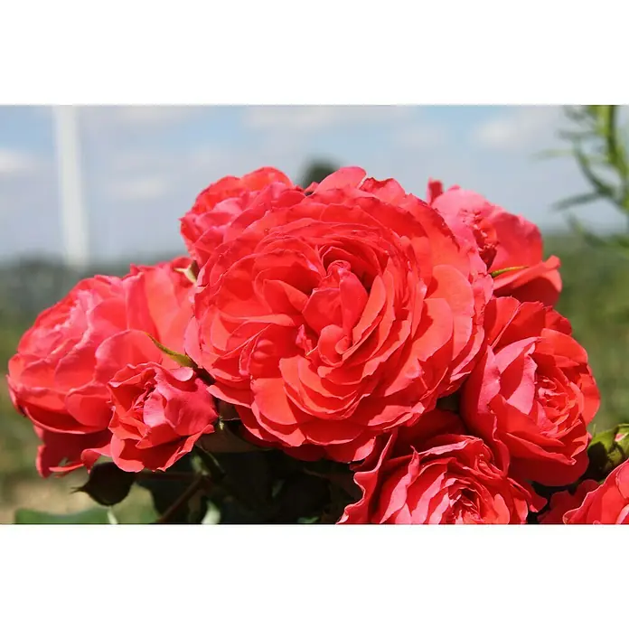 Beetrose - Rosa 'Cherry Girl' ® ADR, Rot - Nahaufnahme von leuchtend roten Rosenblüten, die ihre samtigen Blütenblätter in der warmen Sonne präsentieren. Perfekt für Grußkarten!