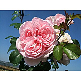 Strauchrose (Rosa 'Cinderella'  -R-, Topfvolumen: 5,5 l, Zartrosa)