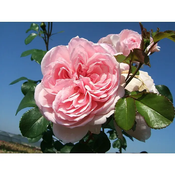 Strauchrose - Rosa 'Cinderella' -R-, Topfvolumen: 5,5 l, Zartrosa - Nahaufnahme einer üppigen, pinkfarbenen Rose mit vielen Blütenblättern, umgeben von grünen Blättern vor blauem Himmel.