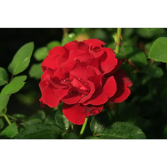 Beetrose - Rosa 'Heinz Winkler' ®, Dunkelrot - Nahaufnahme einer roten Rose mit Wassertropfen auf den Blütenblättern, umgeben von grünen Blättern im Hintergrund.