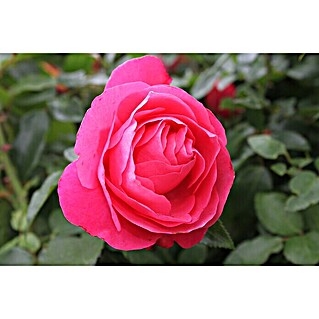 Edelrose (Rosa 'Cherry Lady'  -R-, Rot)