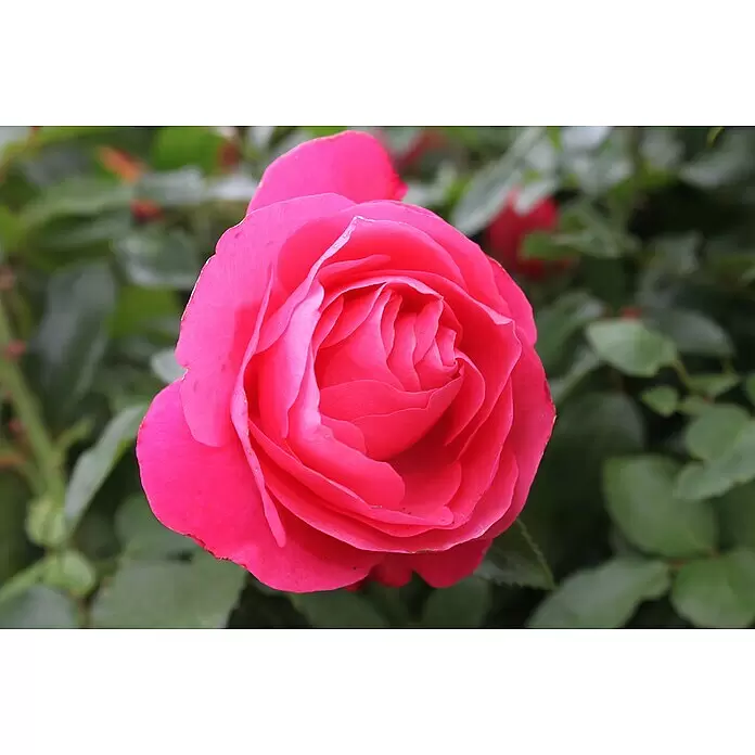 Edelrose - Rosa 'Cherry Lady' ®, Rot - Detailaufnahme