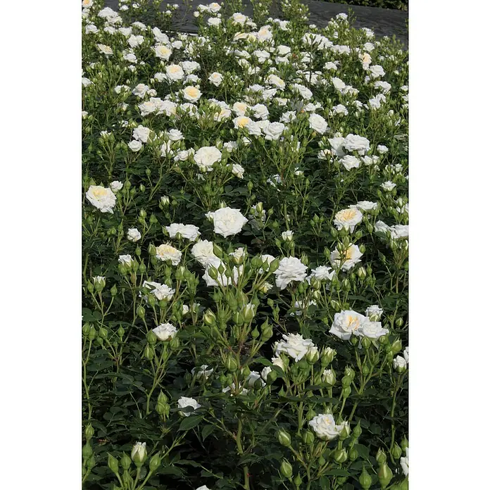Minirose - Rosa 'Schneeküsschen 2016' ® - Nahaufnahme eines Feldes voller üppiger, blühender weißer Rosen, die Eleganz und Schönheit der Natur zeigen.