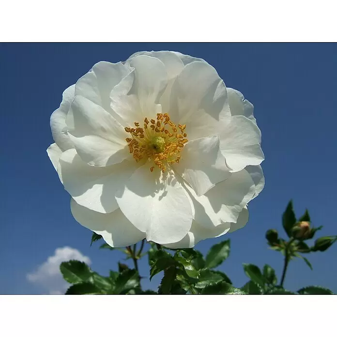 Bodendeckerrose - Rosa 'Diamant' -R- ADR, Topfvolumen: 4,5 l, Reinweiß - Eine leuchtende weiße Rose mit gelben Staubblättern, die vor einem klaren blauen Himmel blüht.