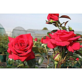 Kletterrose (Rosa 'Red Flame'  -R-, Blutrot)