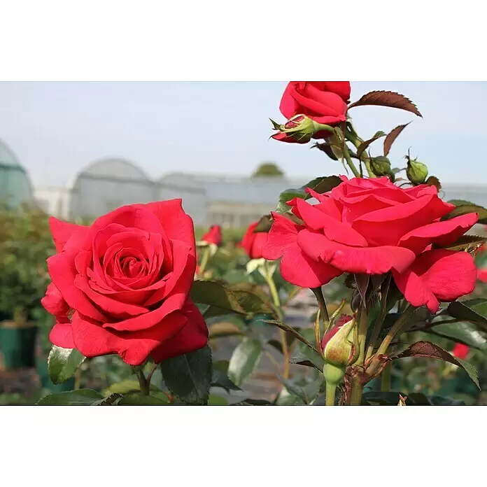 Kletterrose - Rosa 'Red Flame' -R-, Blutrot - Lebendige rote Rosen in voller Blüte und Knospen, mit grünen Blättern, in einem Garten mit unscharfen Gewächshäusern.