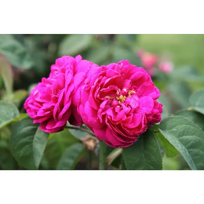 Strauchrose - Rosa 'Rose de Resht', Topfvolumen: 5,5 l, Leuchtend Rot - Nahaufnahme von zwei leuchtend pinkfarbenen Rosenblüten mit üppigen Blütenblättern und grünen Blättern im Hintergrund.