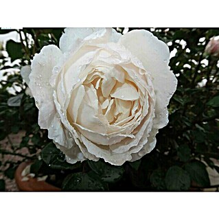 Strauchrose (Rosa 'Desdemona'  -R-, Topfvolumen: 5,5 l, Cremeweiß)