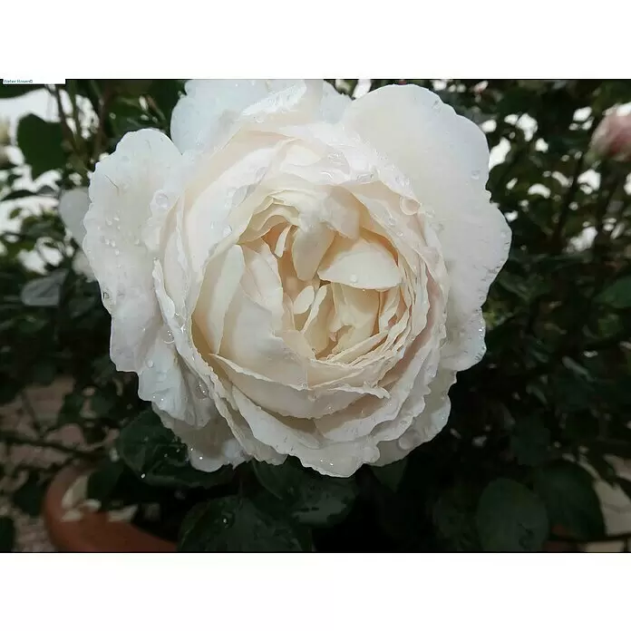 Strauchrose - Rosa 'Desdemona' -R-, Topfvolumen: 5,5 l, Cremeweiß - Nahaufnahme einer zarten weißen Rose mit cremefarbenen Blütenblättern, bedeckt mit glitzernden Wassertropfen.