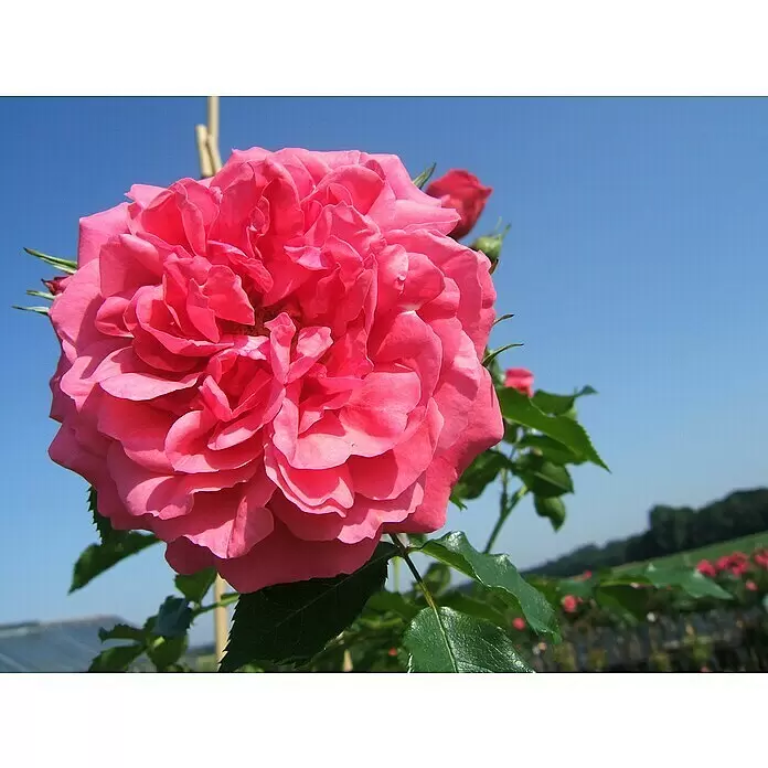 Kletterrose - Rosa 'Rosarium Uetersen' -R-, Kräftig Rosa - Nahaufnahme einer leuchtend pinkfarbenen Rose in voller Blüte vor blauem Himmel und Grün.