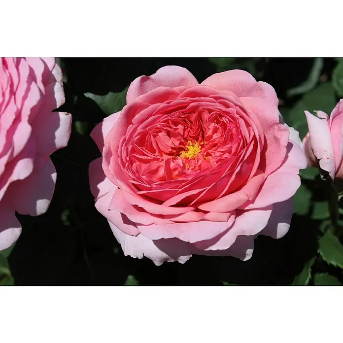 Strauchrose - Rosa 'Princss.Alexandra of Kent' -R-, Topfvolumen: 5,5 l, Zartrosa - Nahaufnahme einer zarten, rosafarbenen Rose mit vielen Blütenblättern und leuchtend gelben Staubgefäßen im Zentrum.