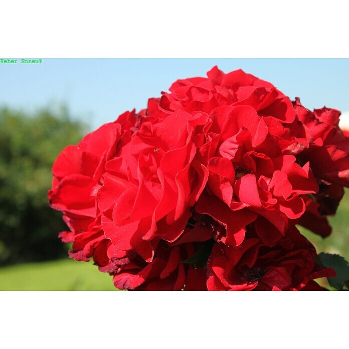 Strauchrose (Rosa 'Roter Korsar' -R-, Topfvolumen: 5,5 l, Dunkelrot) | BAUHAUS