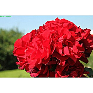 Strauchrose (Rosa 'Roter Korsar'  -R-, Topfvolumen: 5,5 l, Dunkelrot)