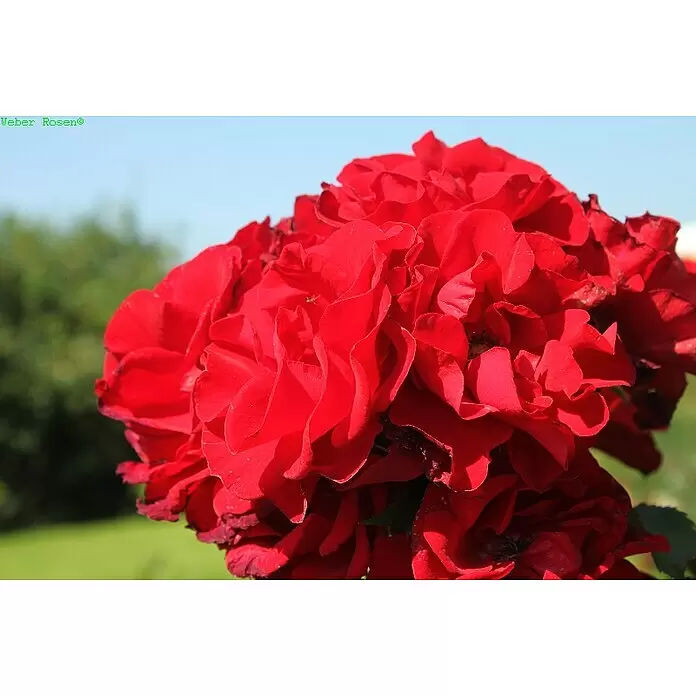 Strauchrose - Rosa 'Roter Korsar' -R-, Topfvolumen: 5,5 l, Dunkelrot - Leuchtend rote Rosen blühen im Freien.