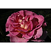 Edelrose (Rosa 'Pink Paradise'  -R-    ADR, Rosa) | BAUHAUS