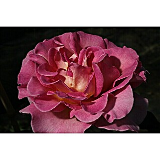 Edelrose (Rosa 'Pink Paradise'  -R-    ADR, Rosa)