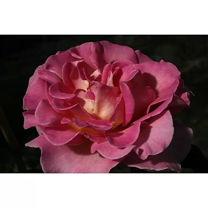 Edelrose - Rosa 'Pink Paradise' ® ADR, Pink/Orange/Gelb - Lebhafte pinkfarbene Rose in voller Blüte, die ein sanftes gelb-orangefarbenes Zentrum offenbart.