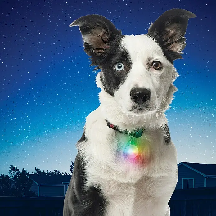 Nite Ize Karabinerleuchte - Mehrfarbig - Ein Border Collie mit einem leuchtenden Halsband vor einem Nachthimmel, der die Sicherheit bei Dunkelheit erhöht.