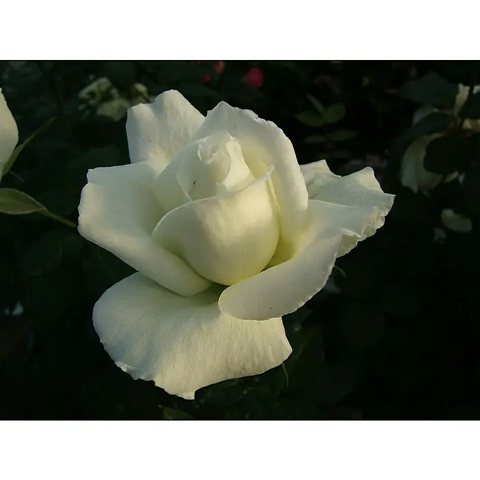 Edelrose - Rosa 'Roy Black' ®, Reinweiß - Elegante Nahaufnahme einer weißen Rose, deren zarte Blütenblätter in sanftem Licht erstrahlen.