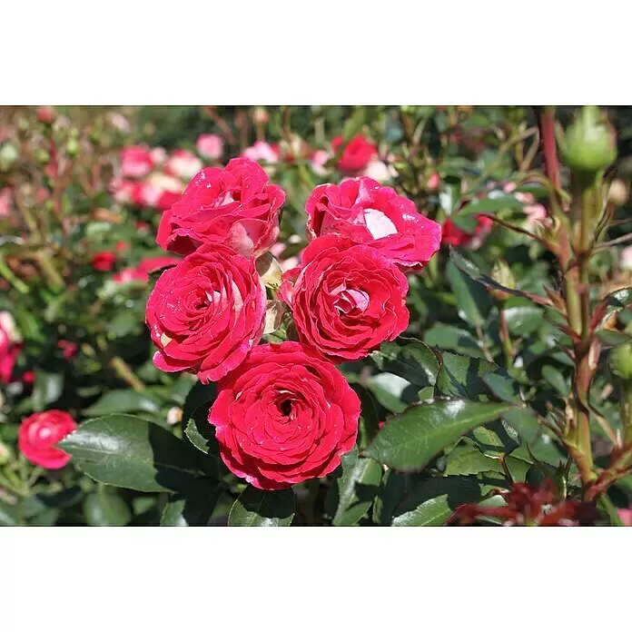 Beetrose - Rosa 'Schöne Koblenzerin' ®, Rot/Cremeweiß - Lebhafte rote Rosen mit grünen Blättern, mit Tautropfen verziert, blühend an einem Busch.