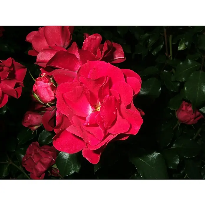 Beetrose - Rosa 'Rotilia' ® ADR, Karminrot - Nahaufnahme einer blühenden, leuchtend roten Rose, umgeben von Knospen und dunklen, glänzenden Blättern, die ihre Schönheit hervorheben.