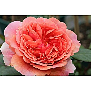 Edelrose (Rosa 'Chippendale'  -R-, Dunkelorange)