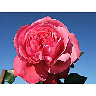 Kletterrose (Rosa 'Rosanna'  -R-, Lachsrosa)