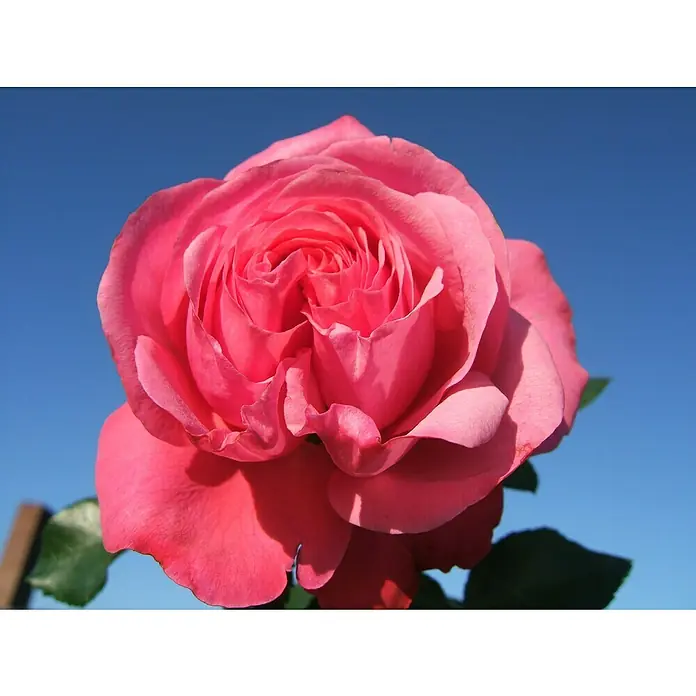 Kletterrose - Rosa 'Rosanna' -R-, Lachsrosa - Nahaufnahme einer einzelnen, leuchtend rosa Rose mit vielen Blütenblättern vor einem klaren, blauen Himmel.