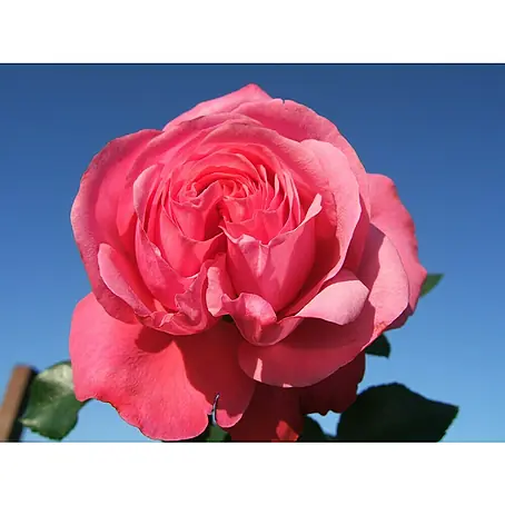 Kletterrose